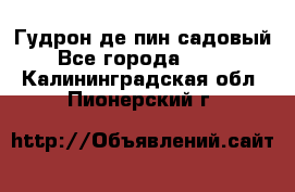 Гудрон де пин садовый - Все города  »    . Калининградская обл.,Пионерский г.